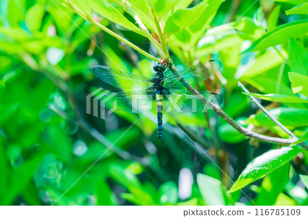 一隻黃腹蜻蜓棲息在樹枝上 116785109
