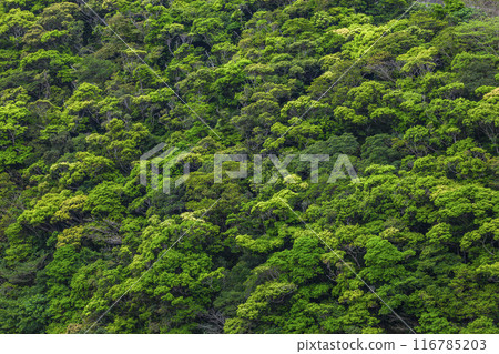 沖繩森林 沖繩森林 116785203