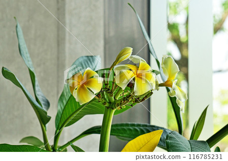 黃色雞蛋花（夏季，七月） 116785231