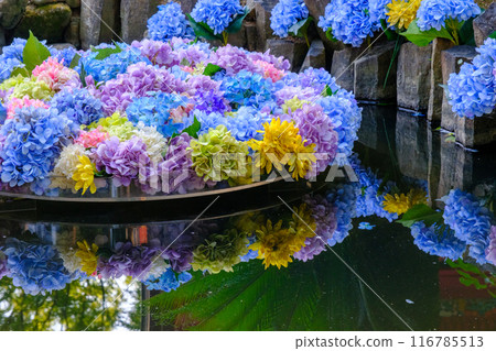 雨引觀音的水下繡球花 雨引觀音的水下繡球花 116785513
