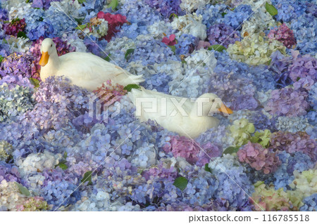 雨引觀音鴨與水下花朵 116785518