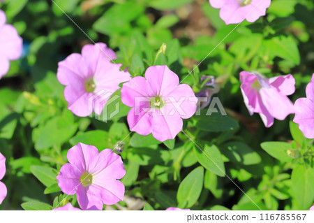 Pink color of Petunia 116785567