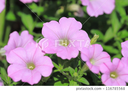 Pink color of Petunia 116785568