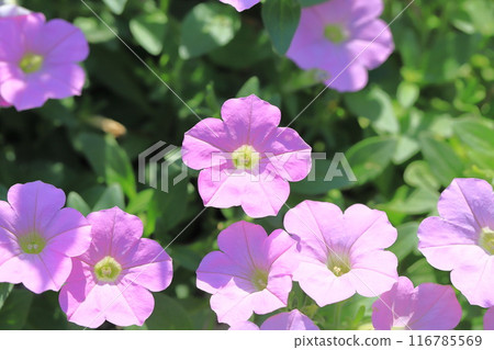Pink color of Petunia 116785569