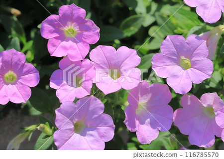 Pink color of Petunia 116785570
