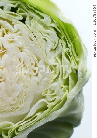 Cabbage_half cut_3:2 Cabbage_half cut_3:2 116785654