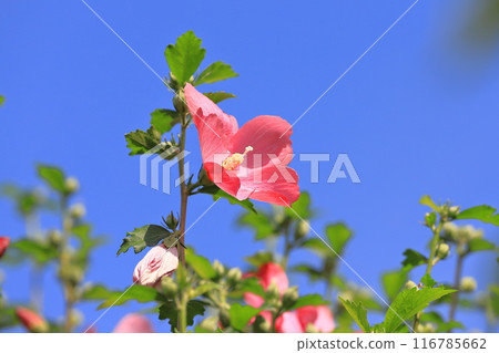 沙倫玫瑰花,中心為紅色 沙倫玫瑰花,中心為紅色 116785662