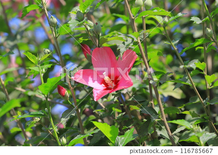 沙倫玫瑰花，中心為紅色 116785667