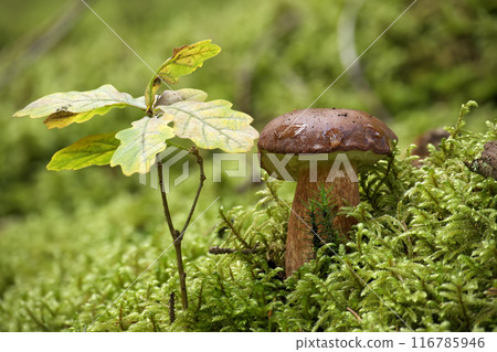 Boletus pinophilus mushroom growing in moss 116785946