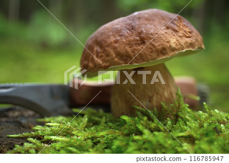 Close up Bolete mushroom opposite knife nestled in moss 116785947