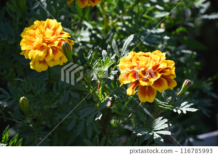 Marigold Marigold 116785993