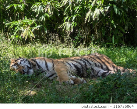 A nap of a tiger 116786064