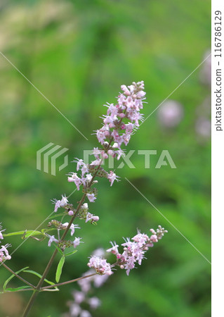 西洋參樹的花 西洋參樹的花 116786129