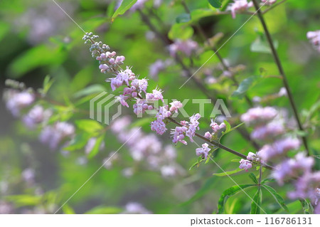西洋參樹的花 西洋參樹的花 116786131