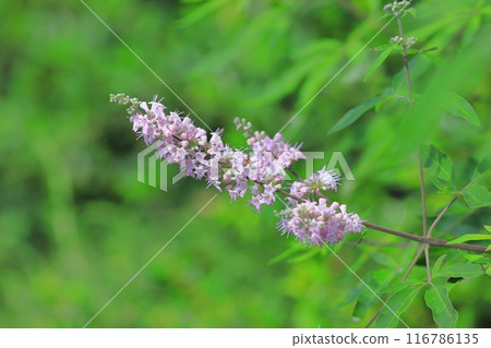 Western ginseng tree flowers Western ginseng tree flowers 116786135