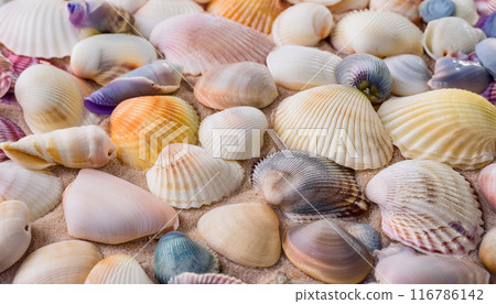 Background of various kinds of shells spread out on the sandy beach, summer image material 116786142