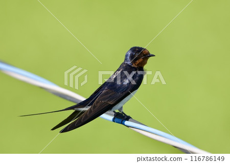 Swallow / swallow Japan 116786149