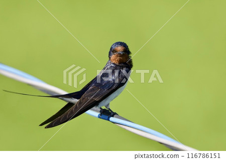 Swallow / swallow Japan 116786151