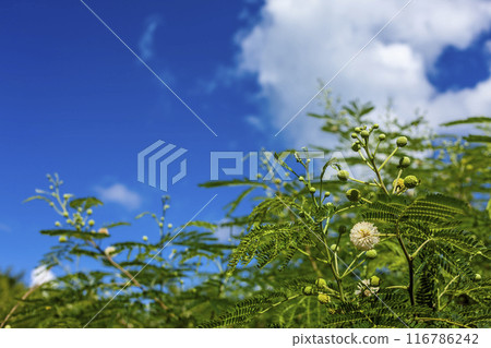 沖繩森林 沖繩森林 116786242