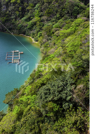 Okinawa Forest Okinawa Forest 116786244