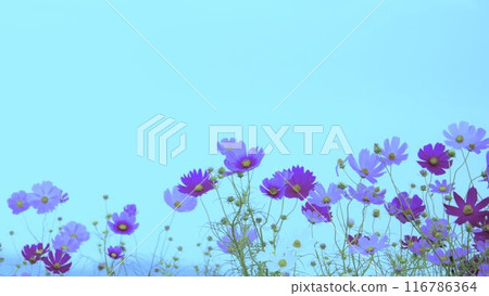 水中盛開的波斯菊 水中盛開的波斯菊 116786364