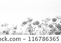 Cosmos flowers swaying background in black and white 116786365