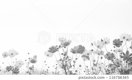 Cosmos flowers swaying background in black and white Cosmos flowers swaying background in black and white 116786365