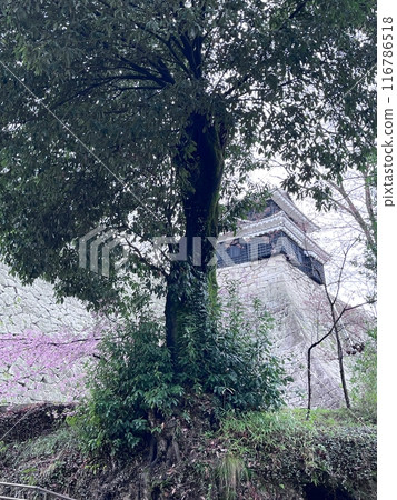 通往松山城的道路 通往松山城的道路 116786518