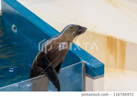 Sea lion show 116786972