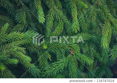 Beautiful green spruce branches in summer, coniferous background, selective focus. Beautiful green spruce branches in summer, coniferous background, selective focus. 116787028