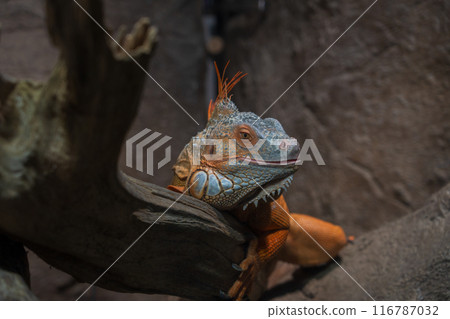 Bright green lizard Bright green lizard 116787032