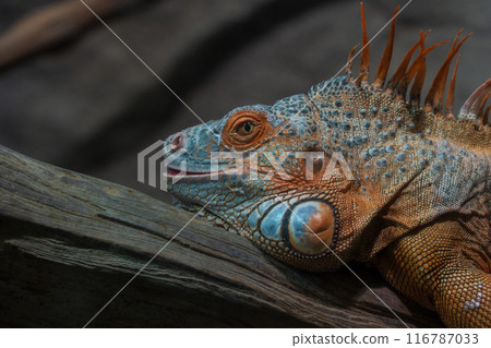 Bright green lizard Bright green lizard 116787033