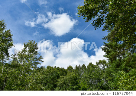 Midsummer scenery: blue sky visible through the trees Midsummer scenery: blue sky visible through the trees 116787044
