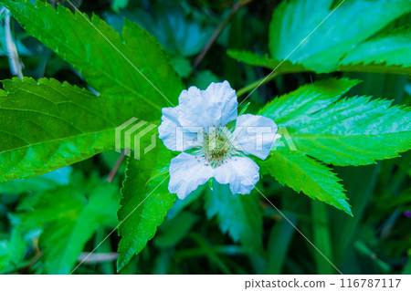 黑莓白花 116787117