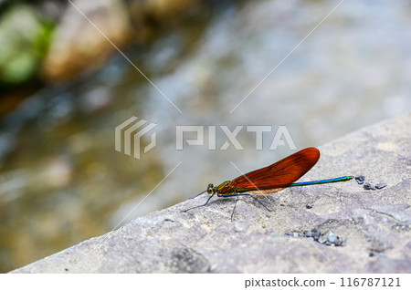 蜻蜓站在水道旁邊 116787121