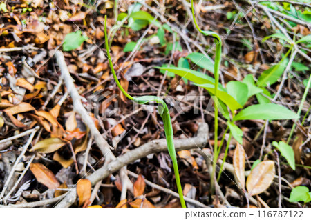 Karasbyshak花 116787122