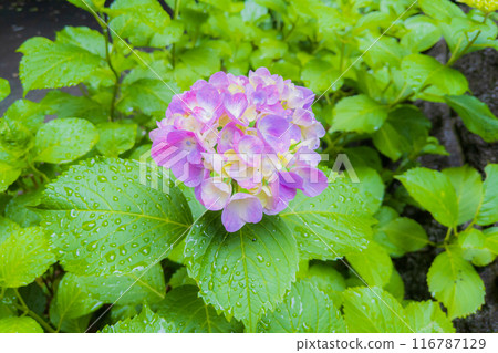 Pink hydrangea wet with rain 116787129