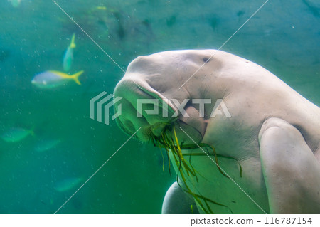 Dugong eating 116787154