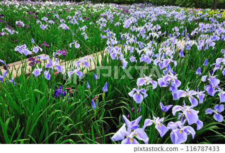 Kamo Shobuen花園 116787433