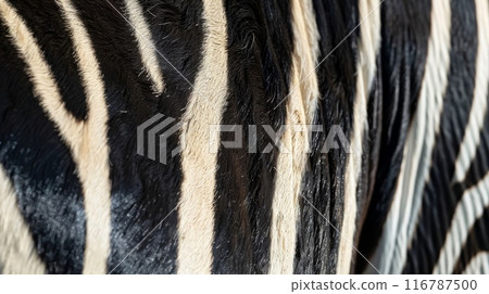 Zebra pattern Zebra pattern 116787500