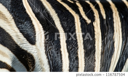 Zebra pattern 116787504