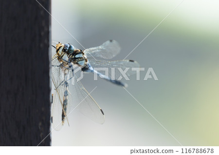 Cannibalism of the White-tailed Skimmer and the Yellow-tailed Skimmer Cannibalism of the White-tailed Skimmer and the Yellow-tailed Skimmer 116788678