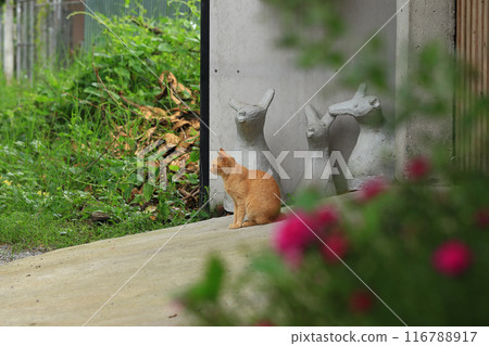 The cat is walking in the garden. Cat is sitting on the floor. The cat is walking in the garden. Cat is sitting on the floor. 116788917