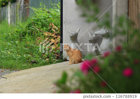 The cat is walking in the garden. Cat is sitting on the floor. The cat is walking in the garden. Cat is sitting on the floor. 116788919