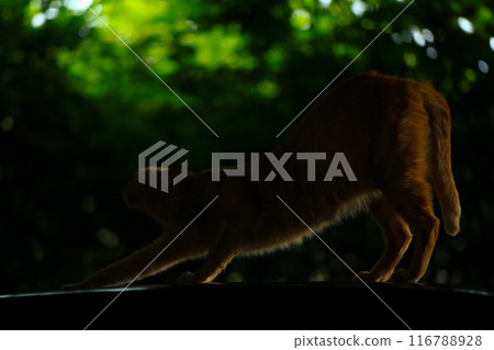 Red cat on the roof in shadow Red cat on the roof in shadow 116788928