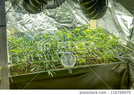 SoG Sea of Green net hemp cultivation technique Growing pot in growtent indoor Vegetative stage marijuana growth Medical 116789070
