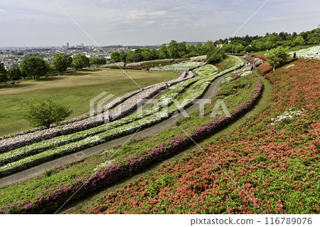Daijoji Kyuryo Park where azaleas are in full bloom 116789076