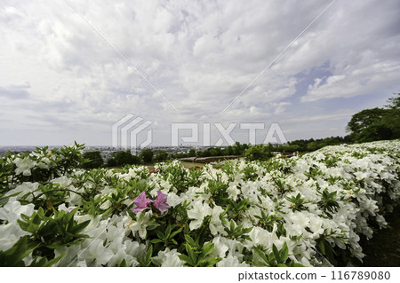 Daijoji Kyuryo Park where azaleas are in full bloom Daijoji Kyuryo Park where azaleas are in full bloom 116789080