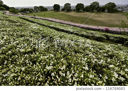 Daijoji Kyuryo Park where azaleas are in full bloom 116789083