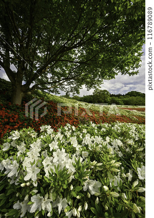 Daijoji Kyuryo Park where azaleas are in full bloom 116789089